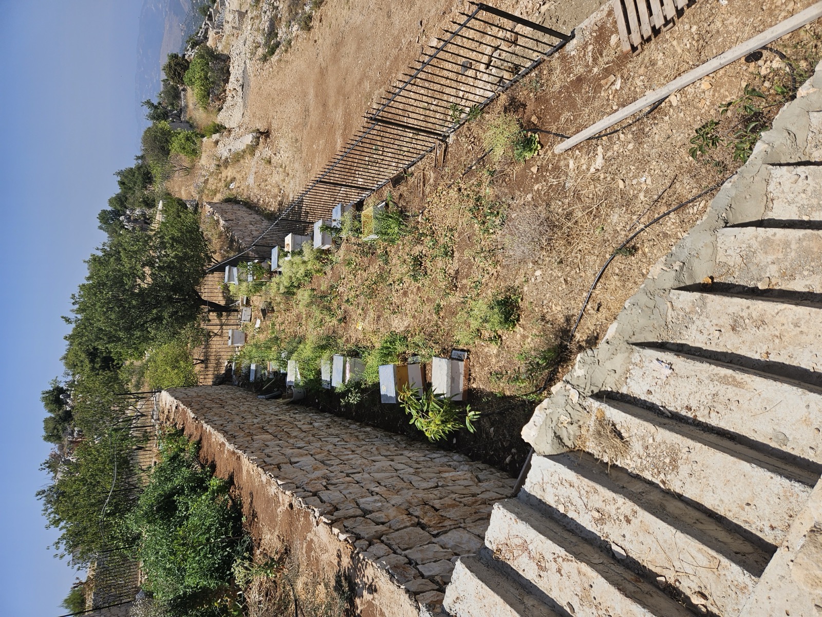 Understanding Honey Varieties: Thyme, Oak & Wildflower